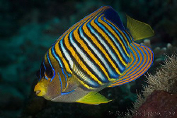 Regal Angelfish.  Wakatobi, South East Sulawesi.  Canon 4... by Ross Gudgeon 